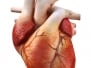 Cgi 3D Human Heart