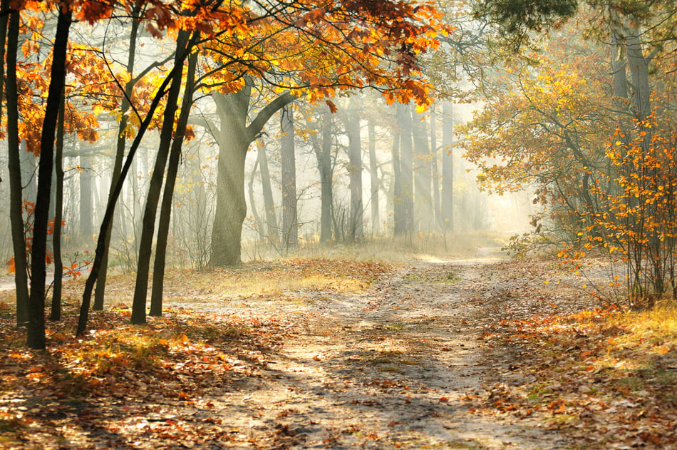 Beautiful Morning In The Misty Autumn Forest With Sun Rays