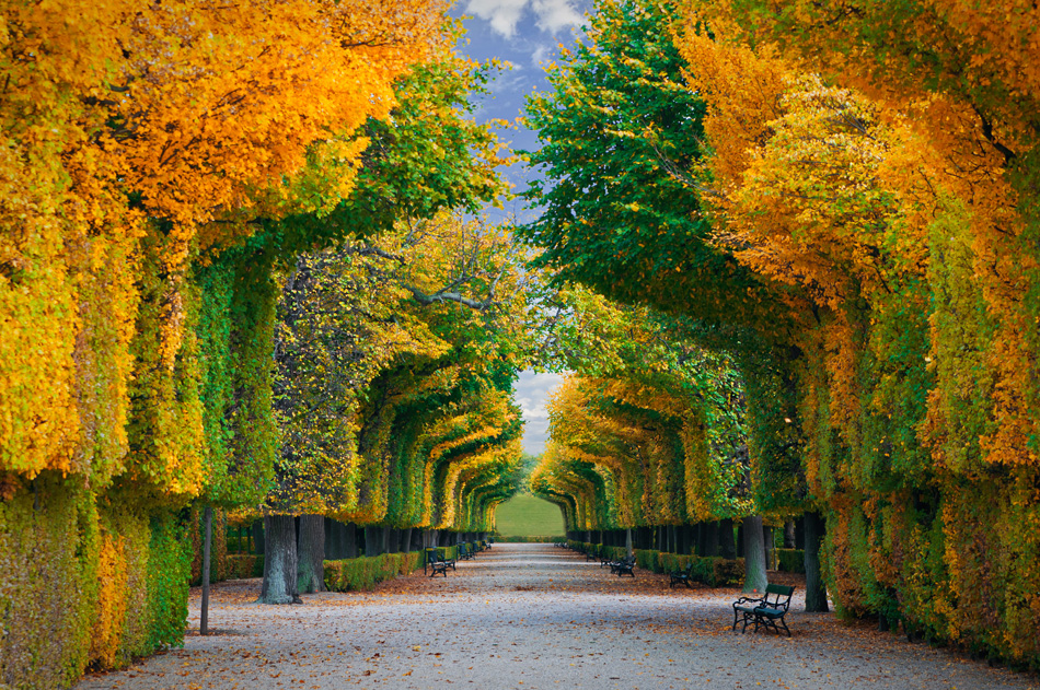 Long Road In Autumn Park
