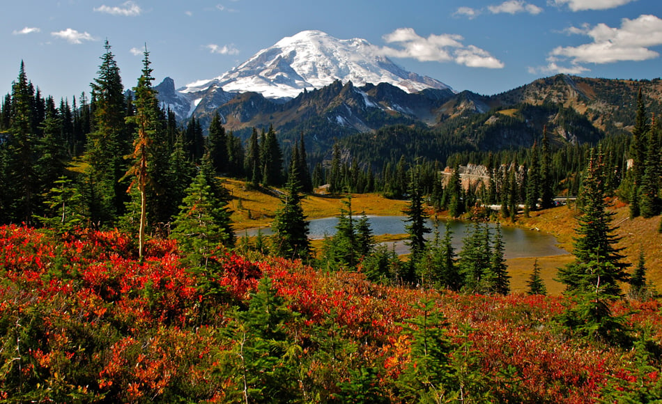 Autumn colors in Mt Rainier National Park