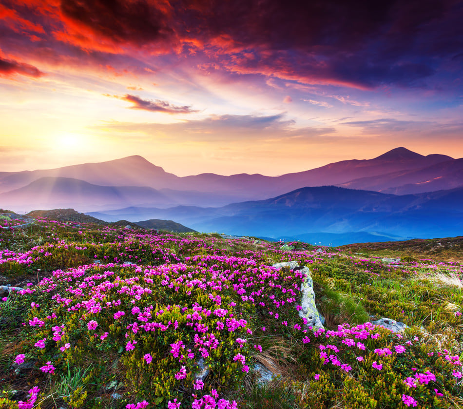 Magic pink rhododendron flowers on summer mountain Dramatic overcast sky