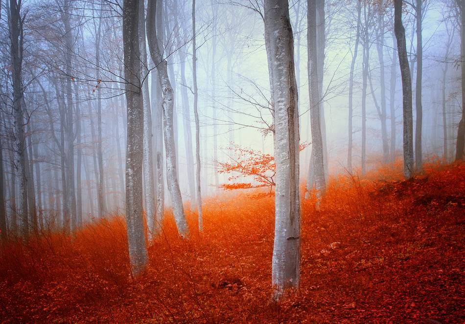Magic Colorful Autumn Beech Forest