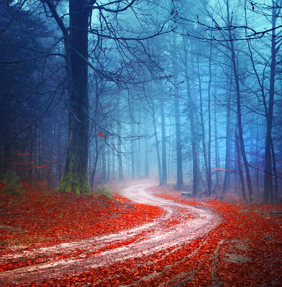 Magic Colorful Autumn Forest Road