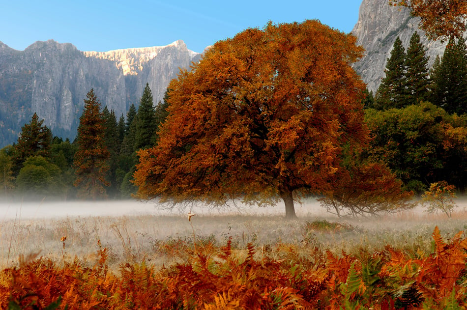 Beautiful Tree With Fall Color In Yosemite Valley