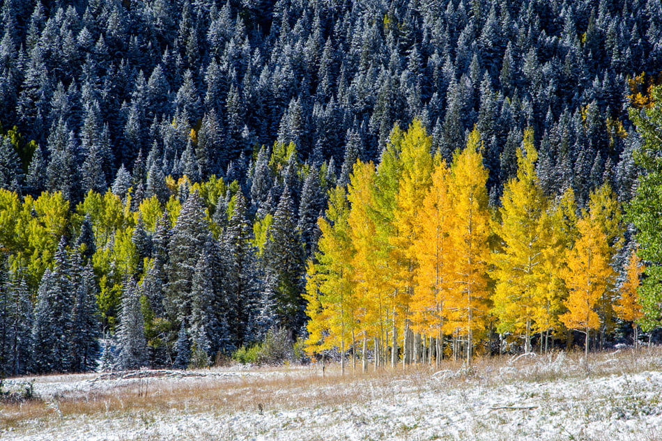 Yellow aspens in Colorado mountain in fall Aspen CO