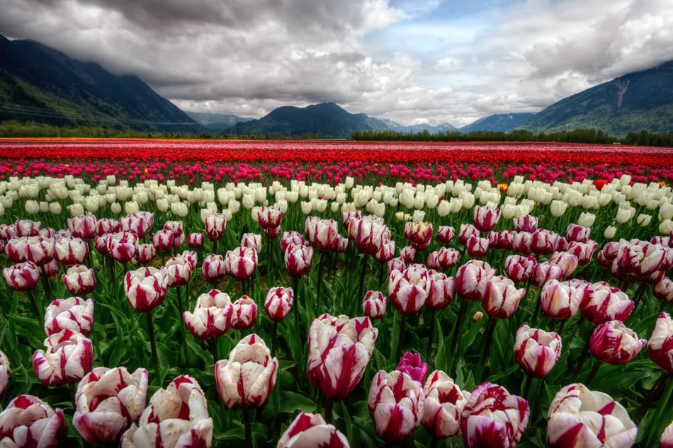 Majestically colorful tulip field with scenic mountains