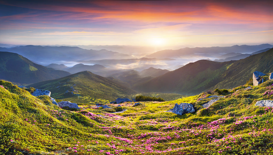 Magic pink rhododendron flowers in the mountains Summer sunrise