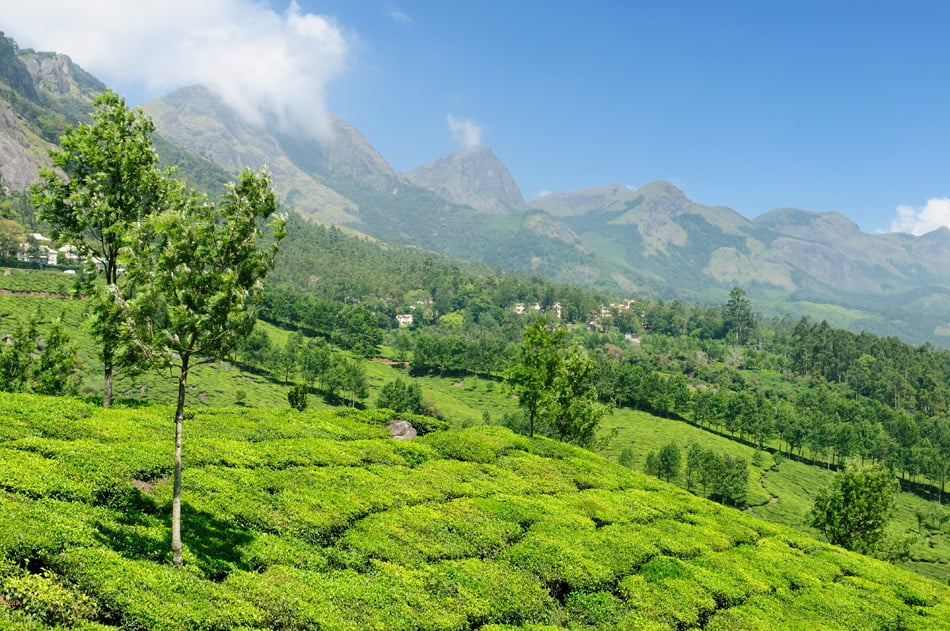 India - Tea Plantation