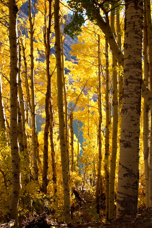 Brilliant fall colors in an Aspen forest at Lundy Lake