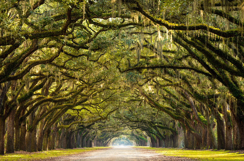 A stunning long path lined with ancient live oak trees draped