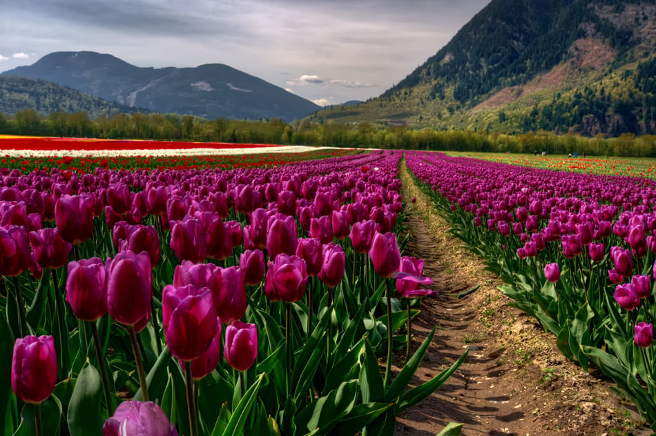 Rows of violet tulips before vast mountains