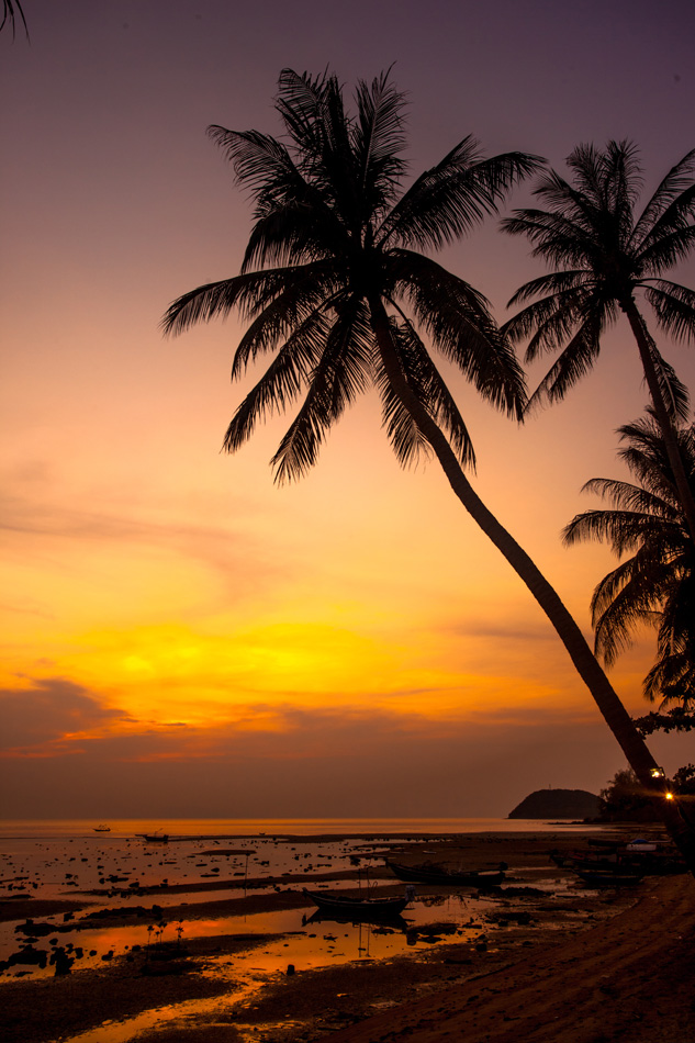 palm trees silhouette on orange sunset tropical beach