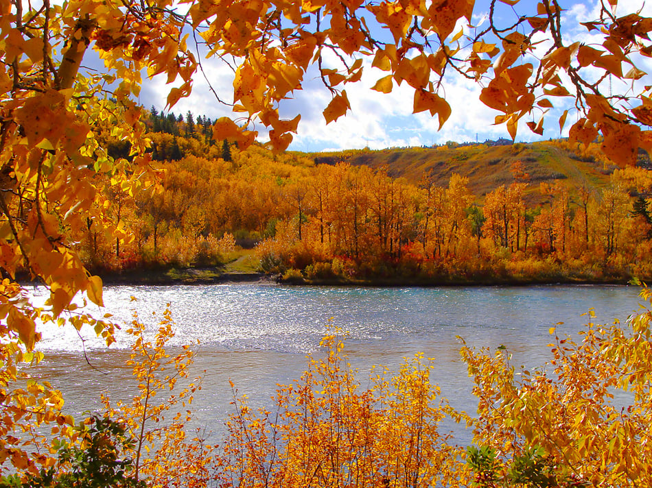 Fall Foliage Along The Bow River - Calgary Canada