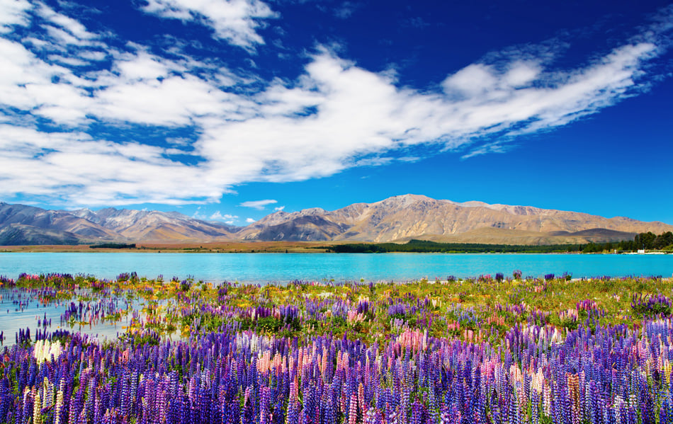 Mountain landscape with lake and flowers New Zealand