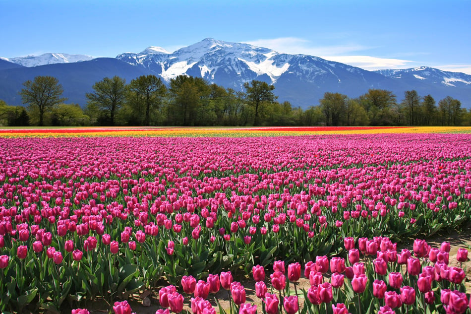 Field Of Tulips In British Columbia Canada
