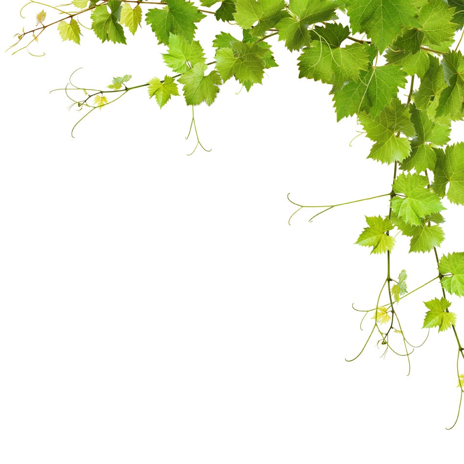 Collage Of Vine Leaves On White Background