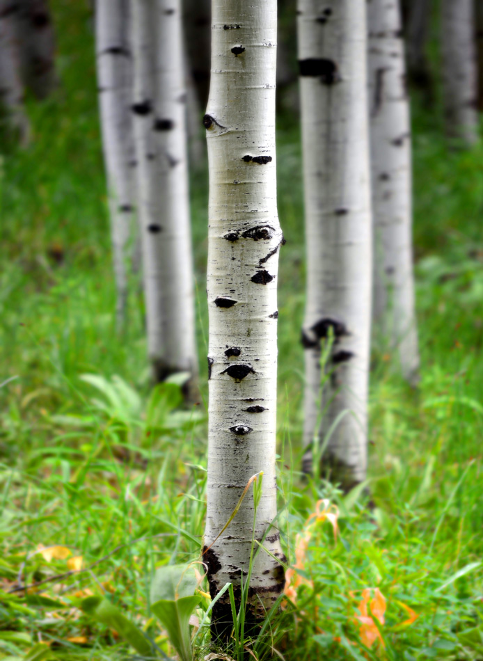 Aspen Birch Trees In Summer