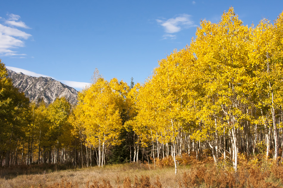 Aspen Grove In Fall Yellow Leaves With Mountains