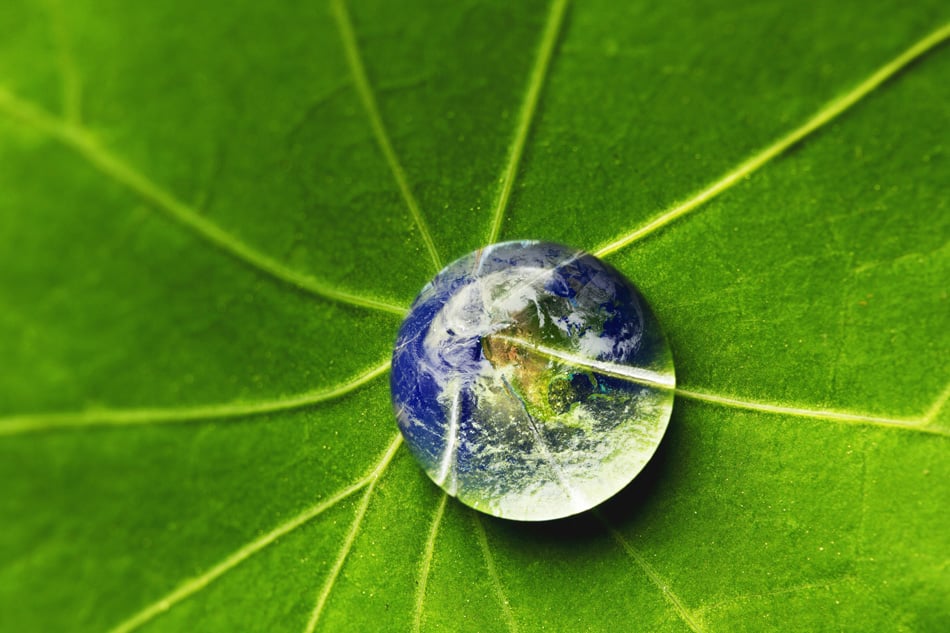 The World In A Drop Of Water On A Leaf
