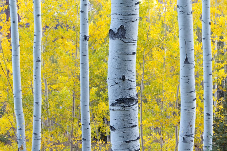 Aspen Trees In Vail Colorado