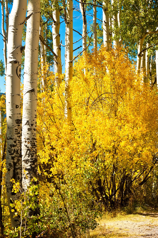 Small Golden Aspen Tree Among A Forest Of Many