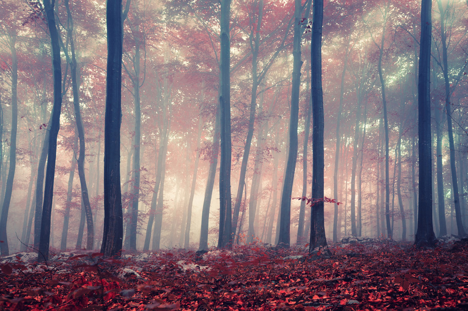 Mystic Autumn Red Beech Forest