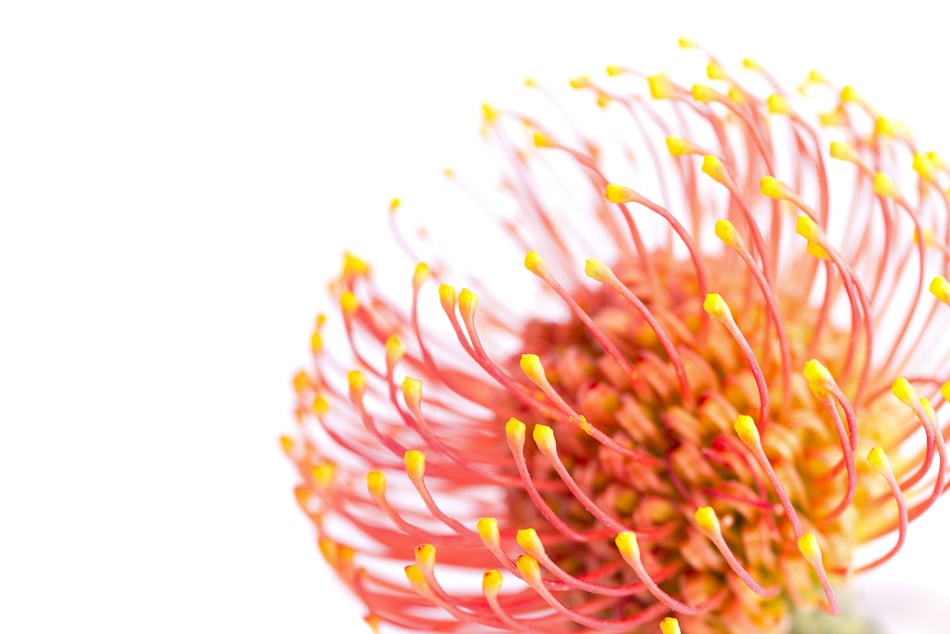 Exotic Vivid Flower Of Leucospermum