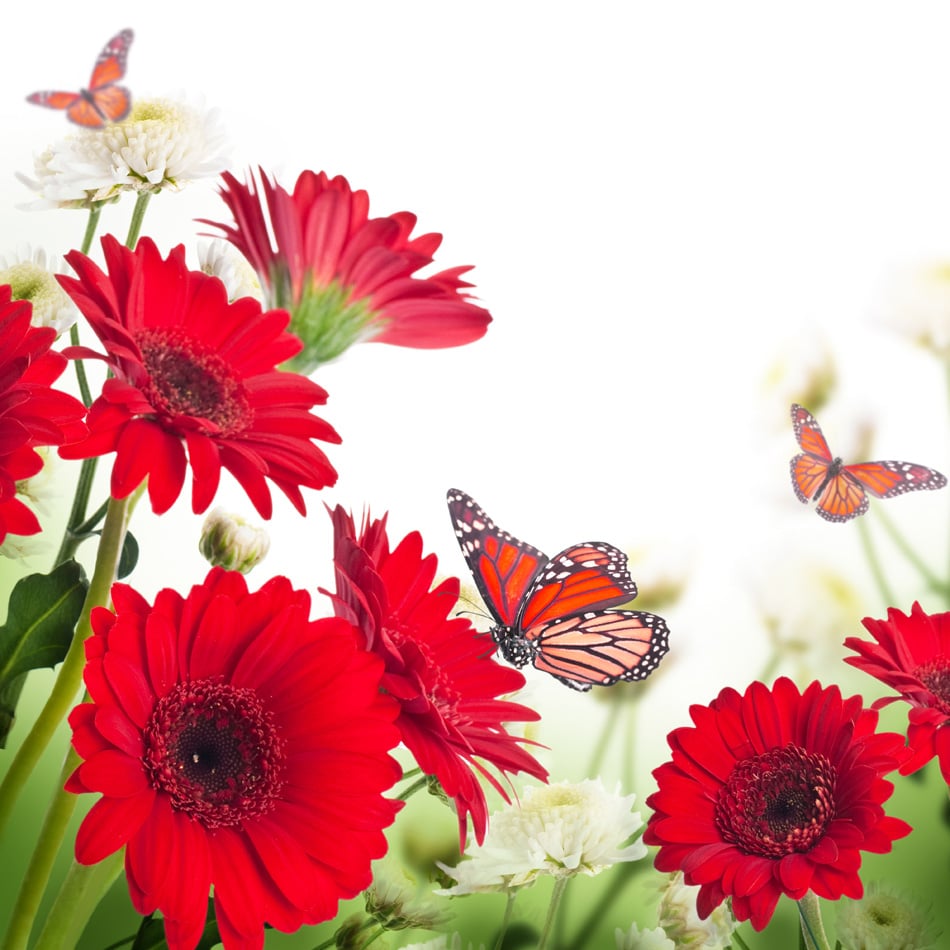 Multi - Colored Gerbera Daisies And Butterfly