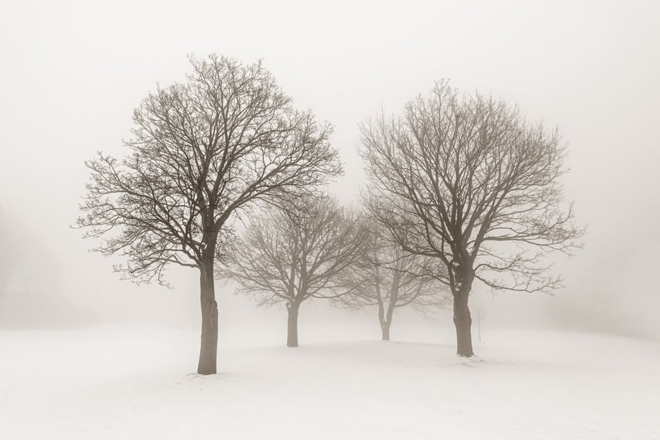 Winter Scene Of Leafless Trees In Fog Sepia Tone