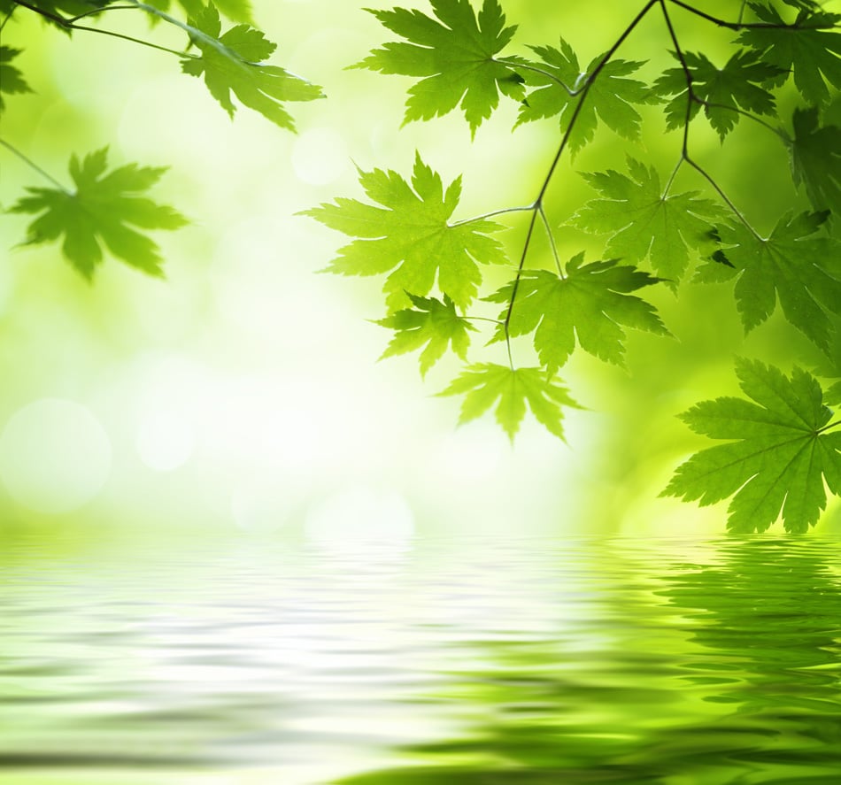 Green Leaves Reflecting In The Water