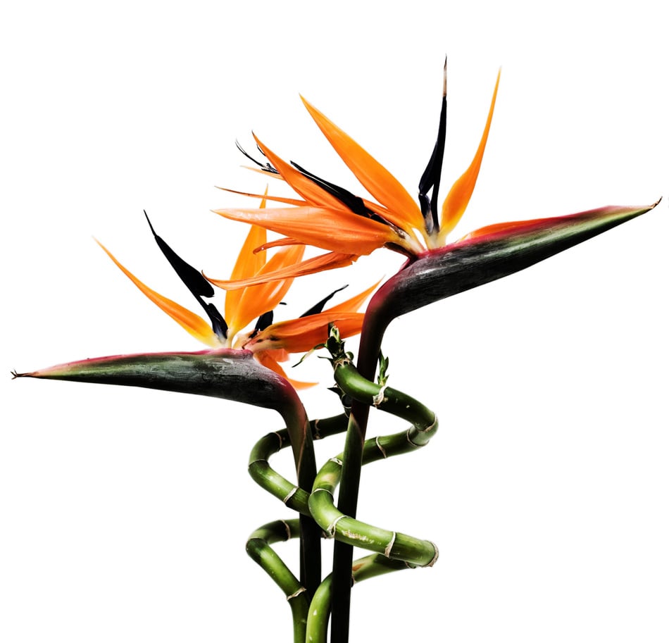 A Pair Of Birds Of Paradise Flowers