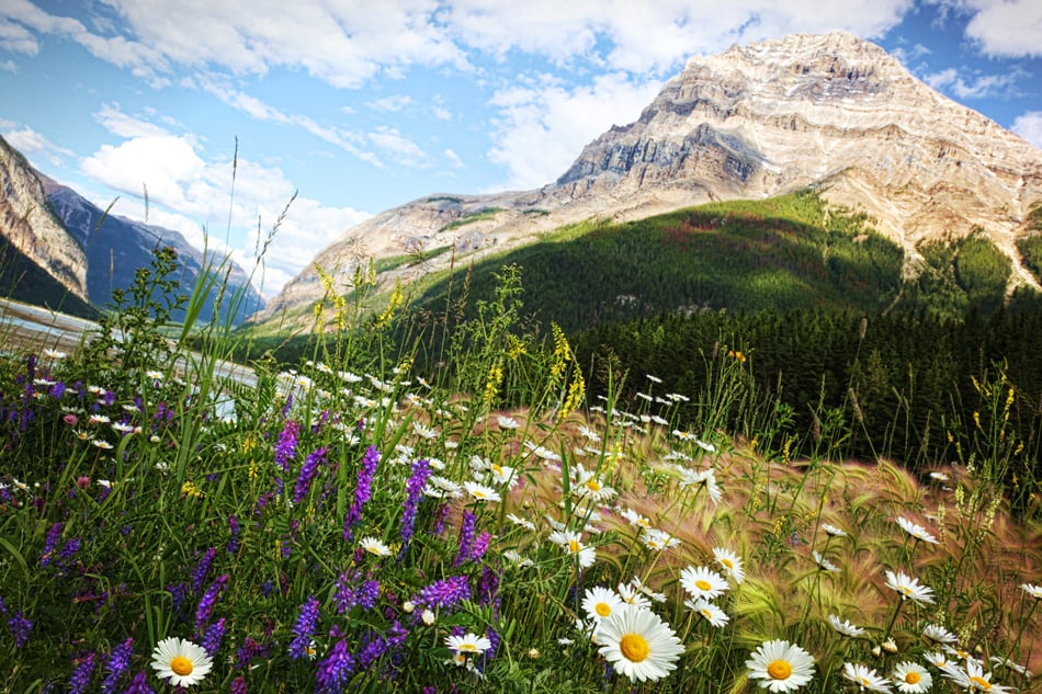 Field of daisies and wild flowers with Rocky Mountains in background