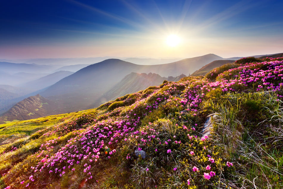 Magic pink rhododendron flowers on summer mountain