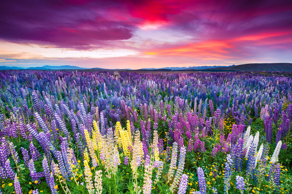 Sunset Is In The Flower Field