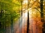 Piercing Light Through A Mid Autumn Forest Canopy
