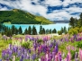 Landscape with lake and flowers New Zealand