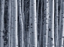 Aspen forest
