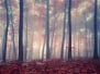 Mystic Autumn Red Beech Forest