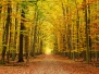 Autumn Pathway