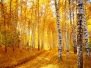 Vivid Colors Of Autumn Birch Forest