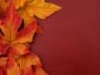 Yellow And Red Fall Leaves On Wood Background