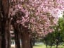 Cherry blossom trees garden