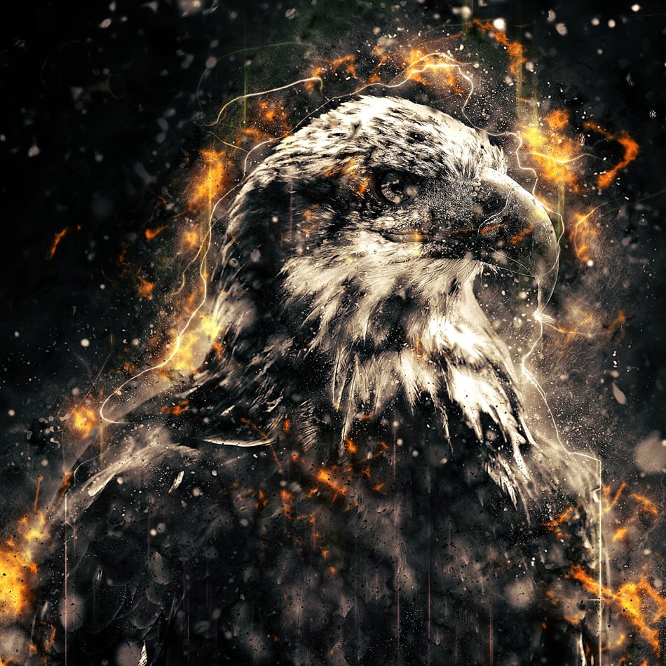 American Bald Eagle illustration with fire