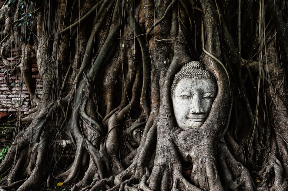 Head Of Sandstone Buddha In The Tree Roots