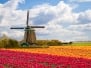 Windmill With Tulip Field In Holland