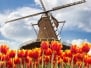 Windmill With Tulips In Holland