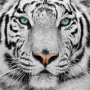 1-White Tiger