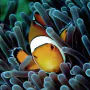 3-Clownfish