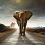 4-Elephant
