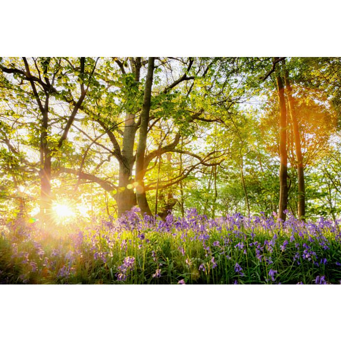 Amazing bluebell forest - ID # 1064431814 Amazing bluebell forest - ID # 1064431814